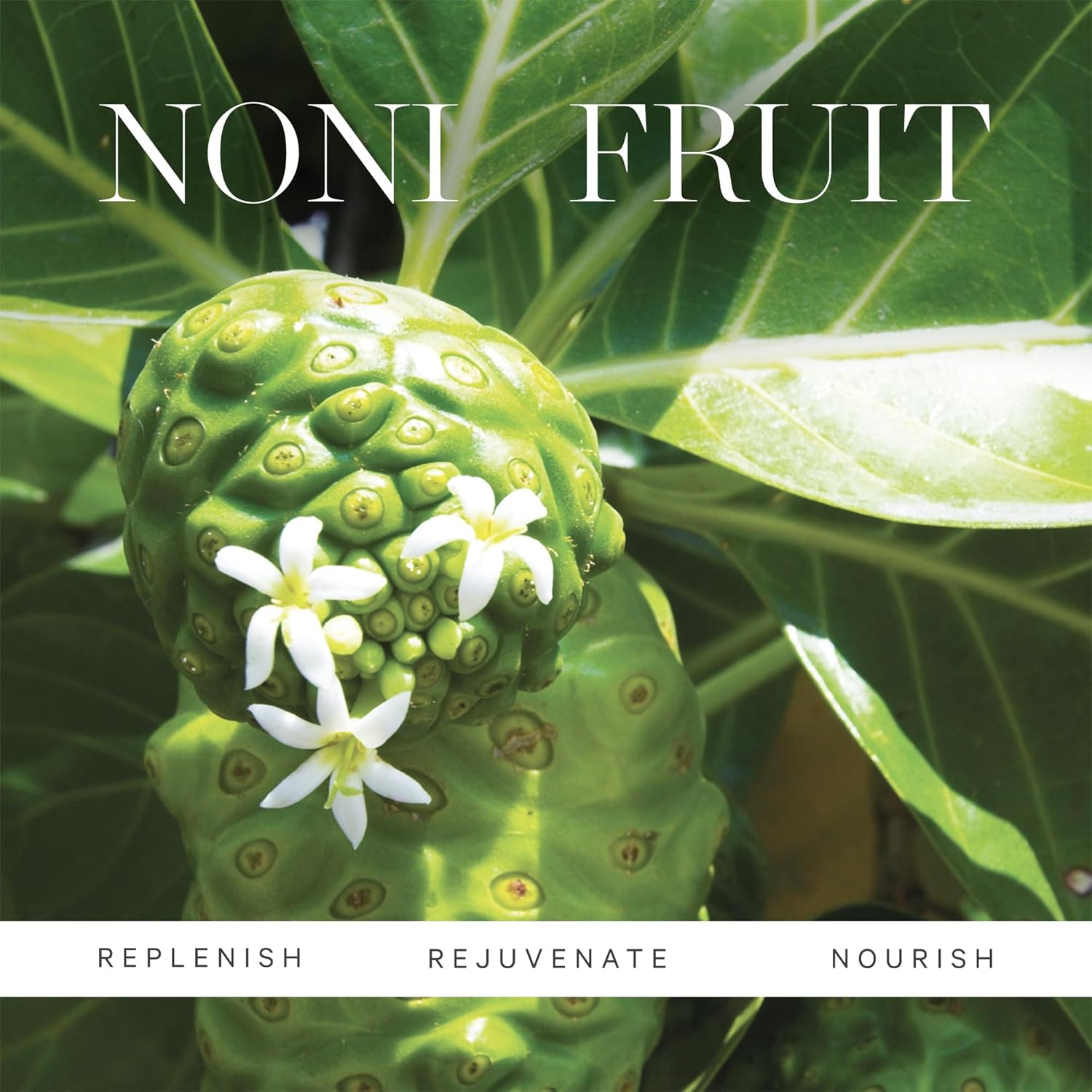 Revitalize Your Skin with Noni Glow Hydrating Face Oil - Organic Rosehip Infusion for Radiant Beauty, 0.34 Fl Oz